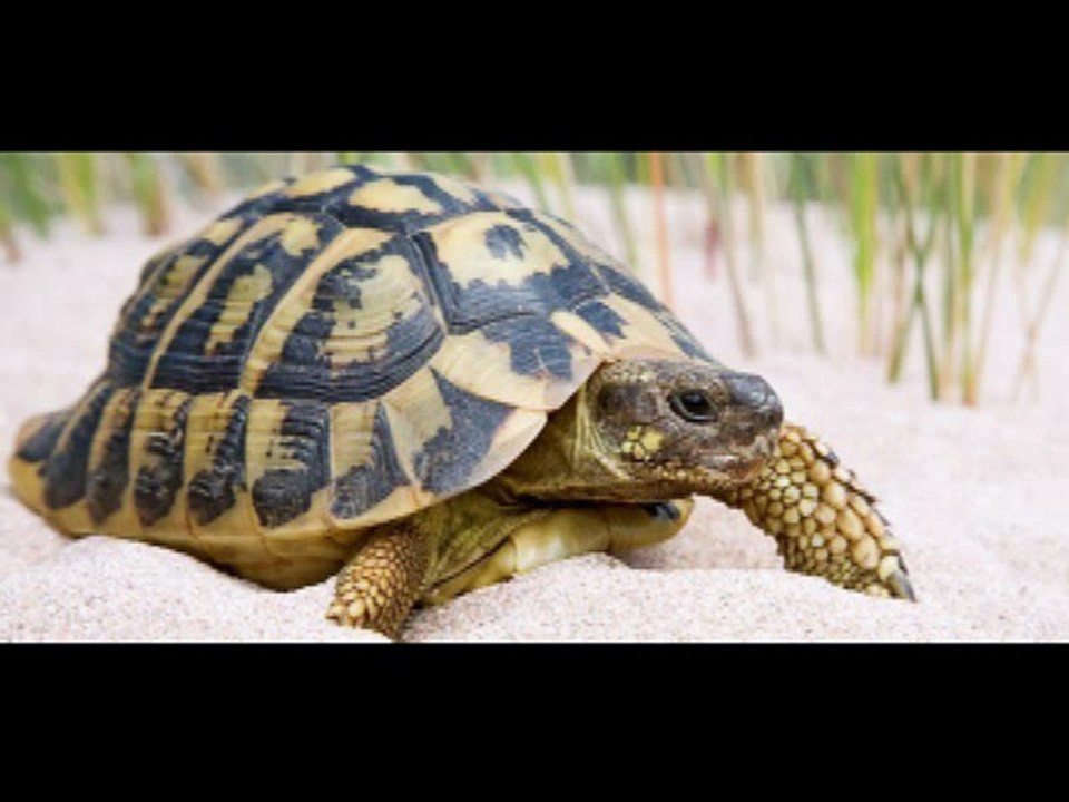 Chistes la tortuga y los chicos