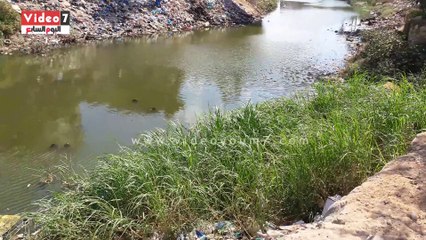 بالفيديو.​. قمامة وحيوانات نافقة بجانب ترعة المحمودية شرق الإسكندرية
