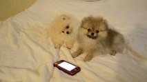 Puppies confused by phone