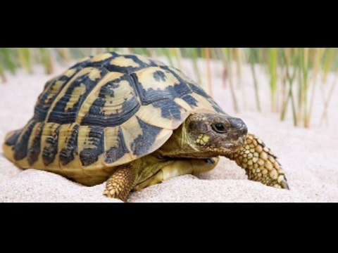 Chistes la tortuga y los niños