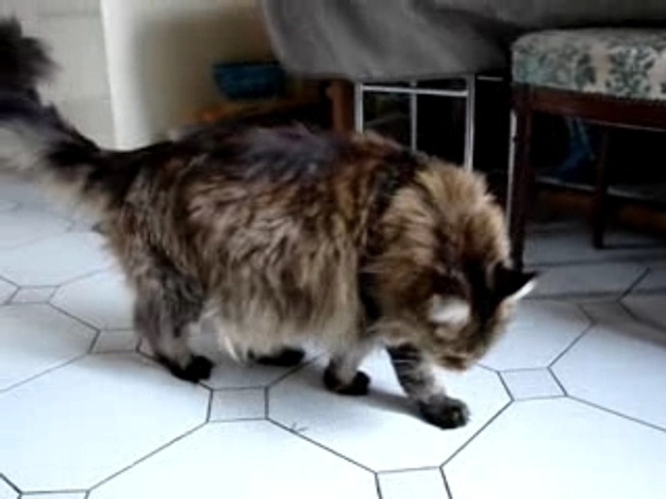 beware(violeur de mouches) et boubou!!!