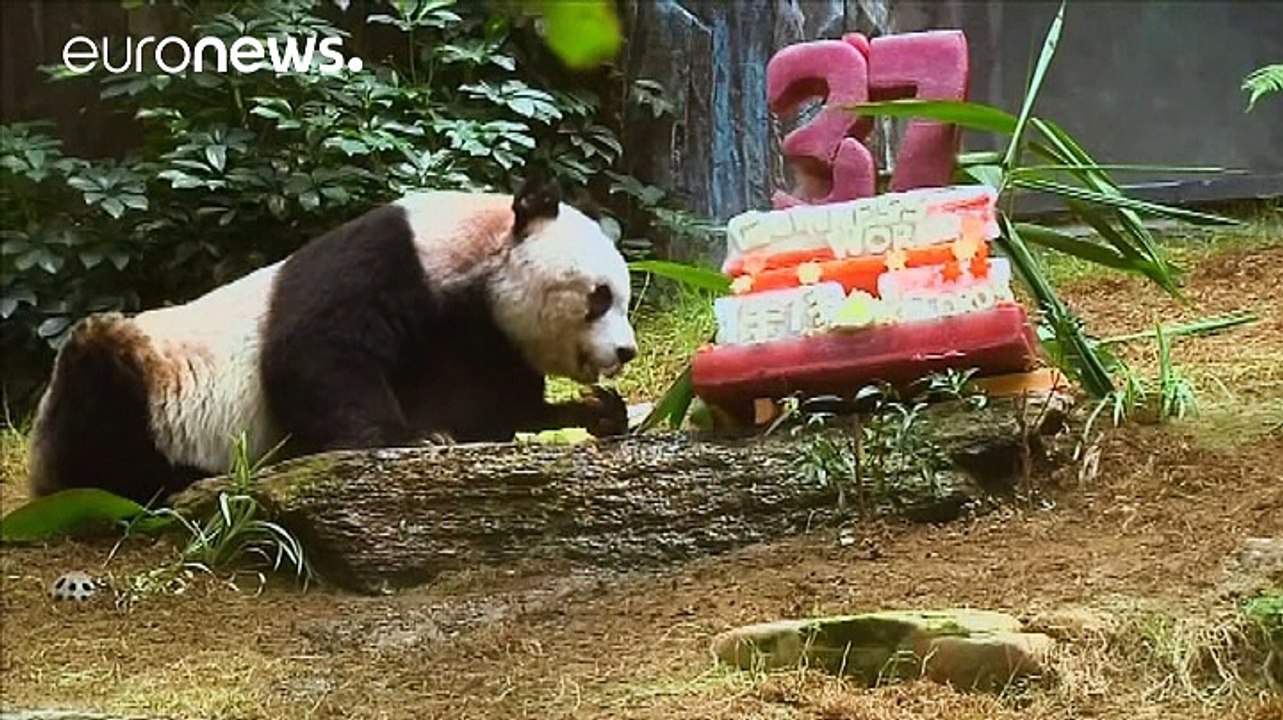 Jia Jia, ältester Panda der Welt, tot