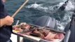 Se défendre contre un Requin blanc avec un Balai ! Bravo les pêcheurs