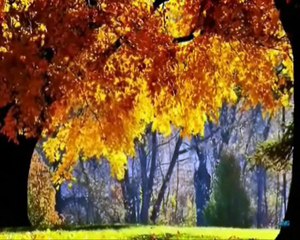 Cem Karaca - Ceviz Agaci