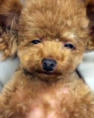 Tatlı ponçik köpek