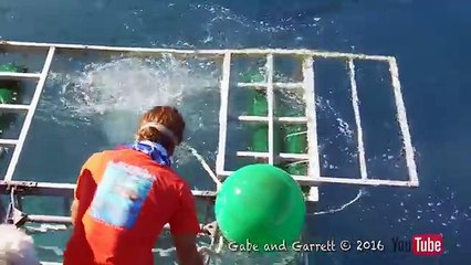 Un grand requin blanc rejoint un plongeur dans une cage