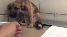 Tende la mano ad un cucciolo spaventato nel canile. Per la prima volta questo cane riceve amore