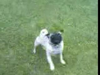 Notre carlin aladin bebe cherie