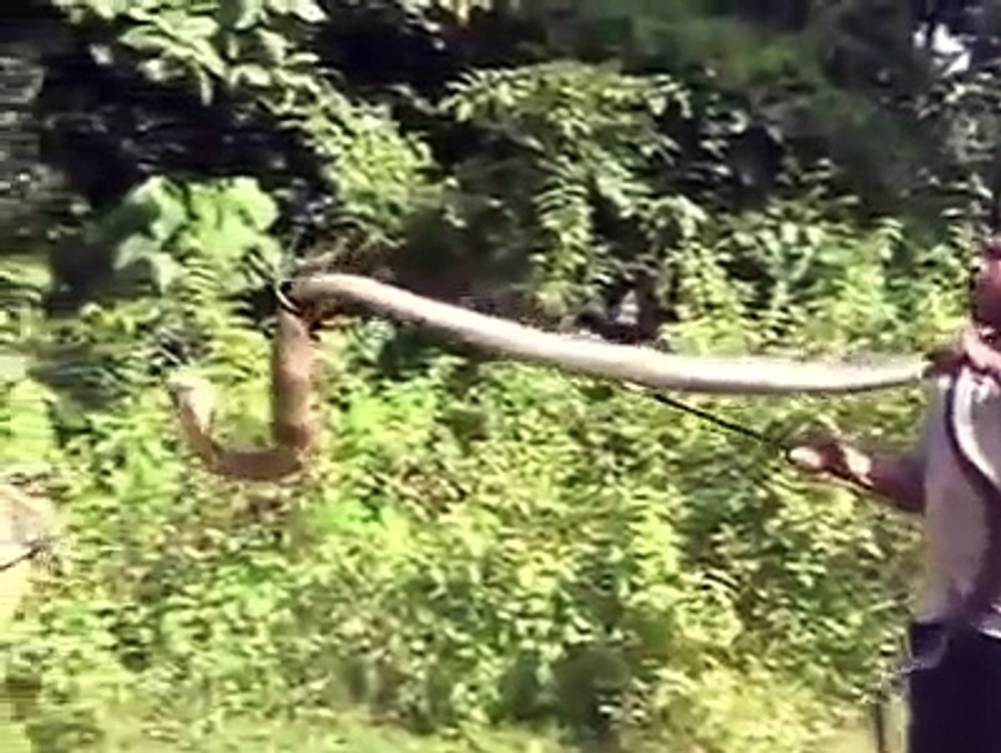 Latest WhatsApp Funny Videos India :  Huge King Cobra Snake in Kerala India