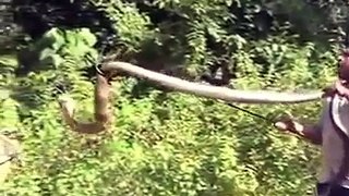 Latest WhatsApp Funny Videos India :  Huge King Cobra Snake in Kerala India