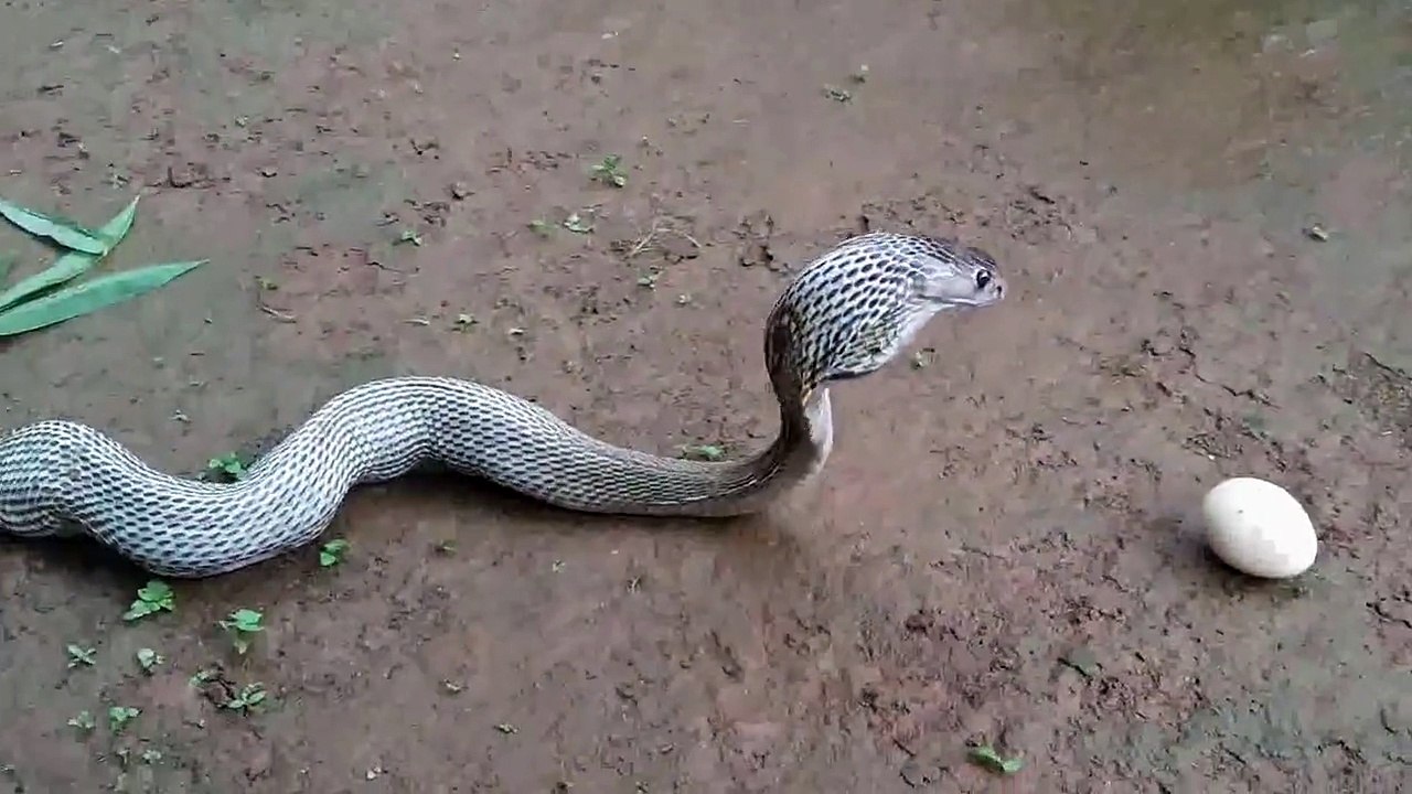Ce serpent a eu les yeux plus gros que le ventre.. ou les oeufs plutot!