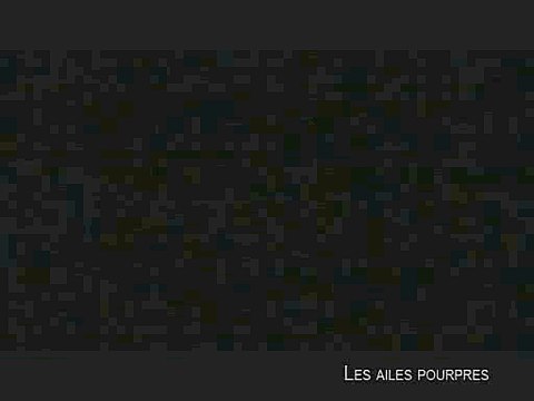 LES AILES POURPRES : LE MYSTÈRE DES FLAMANTS - Bande-annonce