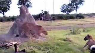 Cheetah vs Hyena top dangerous animals fights