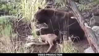 Most Amazing Wild Animal Attacks Top 10 Craziest Animal Fights Caught On Camera‬