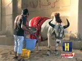 Zara Hut Kay l Funny Bakra Nilana l Bakra Eid Episodes 2015