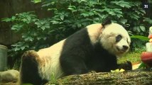 Le plus vieux panda au monde en captivité est mort à Hong Kong