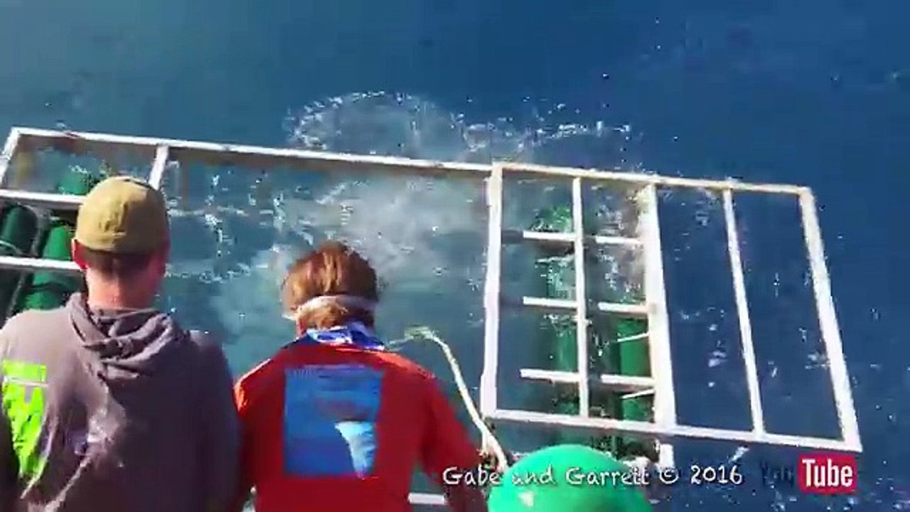 Great White Shark Cage Breach Accident
