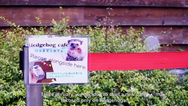 Un café nippon qui sert... des hérissons
