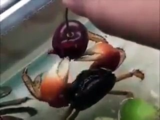 Un homme nourrit un crabe à la main avec une cerise !