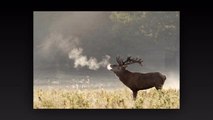 Le brame du cerf