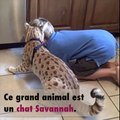 Ce type de chat domestique ressemble à un léopard !