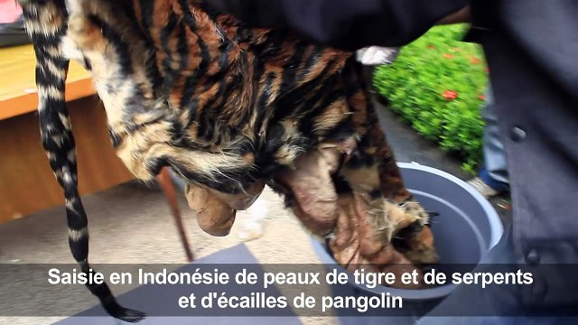 Indonésie: saisie de peau de tigre et d'écailles de pangolin