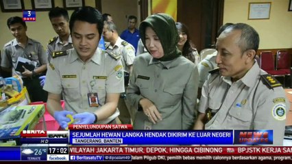 Balai Karantina Soekarno-Hatta Gagalkan Penyelundupan Satwa Langka