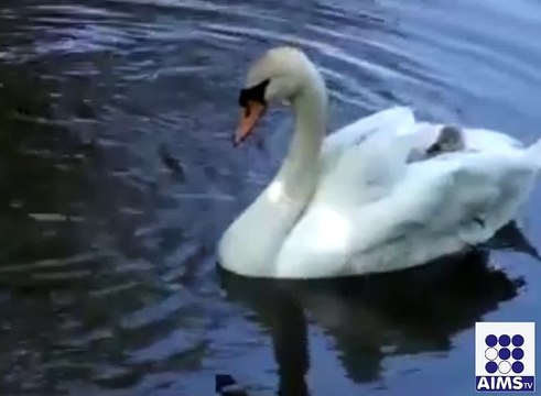 بطخ کے بچے پانی میں کس طرح تیرتے ہیں آپ بھی دیکھ کر حیران رہ جائیں