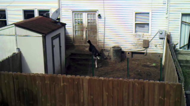 IL INSTALLE UNE CAMÉRA DANS SA COUR ARRIÈRE, CE QU'IL CAPTE VOUS BRISERA LE COEUR