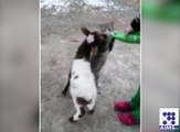 بلی اور بکرے کی لڑائی کیوں ہوئی دیکھیے اس ویڈیو میں ؎