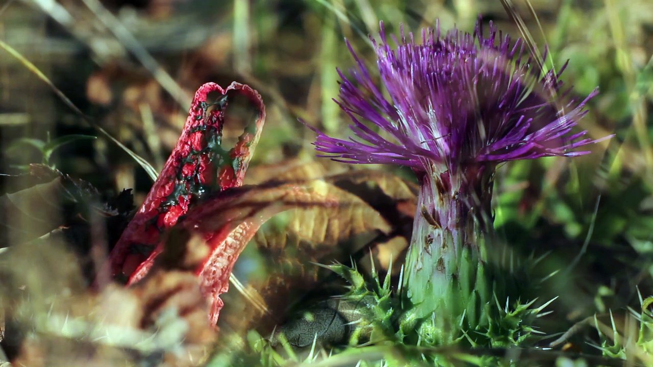 Les Espaces Naturels Sensibles de Meurthe-et-Moselle