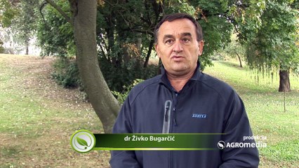 Istraživali smo kakva je ovogodišnja proizvodnja krompira u Srbiji