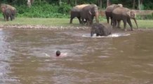 Un homme est sauvé de la noyade par un éléphant dans une rivière déchaînée !