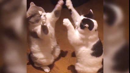 Download Video: Des chats jouent en se tapant dans les pattes comme des humains