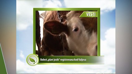 Vesti - Bolest „plavi jezik“ registrovana kod Valjeva