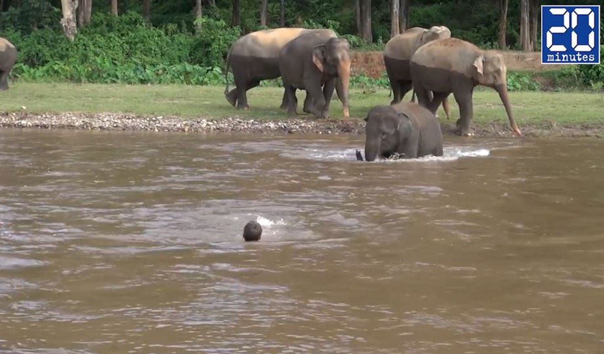 Un éléphant sauve un homme de la noyade - Le rewind du lundi 17 octobre 2016.