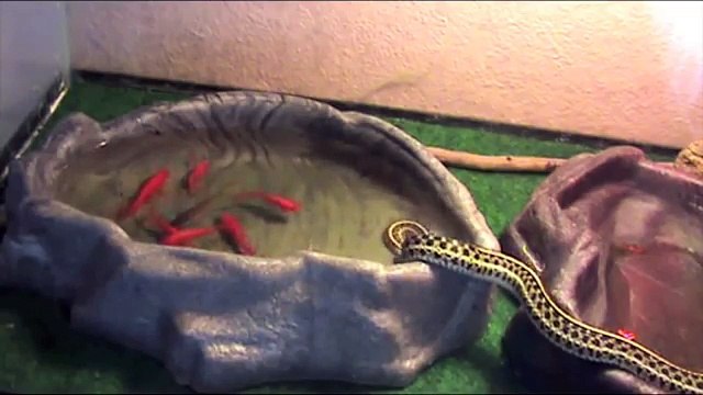 Un garde-manger vivant pour ce serpent !