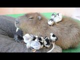 Bemused Capybara Babysits Chirpy Chicks