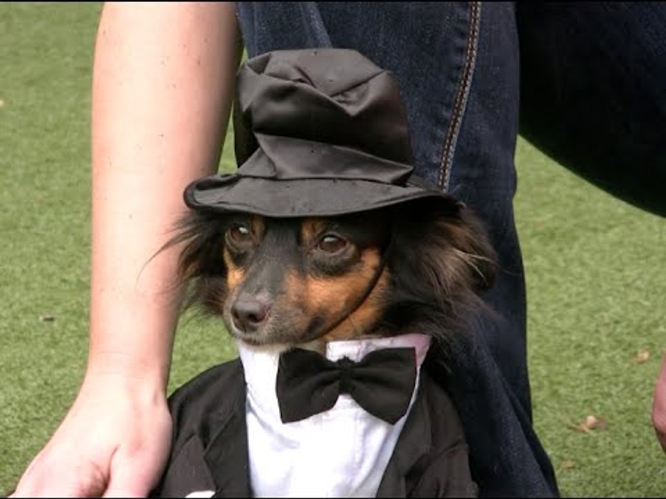 Dogs and Cats Are Going All-Out for Halloween