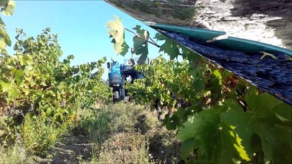 vendanges 2016