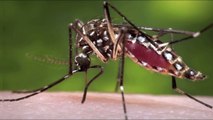 5 Things To Know About The Zika Virus Unexplained Mysteries