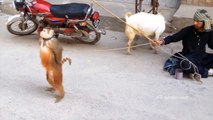 Pakistan  Street Circus Amazing Funny Monkey Roadside Street Circus