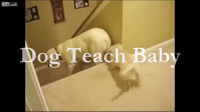 Chien vs chat : qui s'occupe mieux de son petit ?