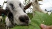 Baby goats lose their minds for tasty grape leaves