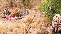 Lion Vs Hyena, Cheetah Vs Hyena , Leopard vs Hyena Real Fight compilation -  Animal Attack