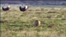 Leopard and ostrich real fight - lion vs ostrich - Best moment Animal Fights 2016