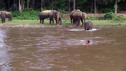 Un éléphant vient au secours d'un homme qui se noye