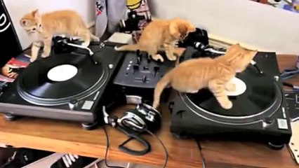 Funny video CatDJ Scratch Turntable