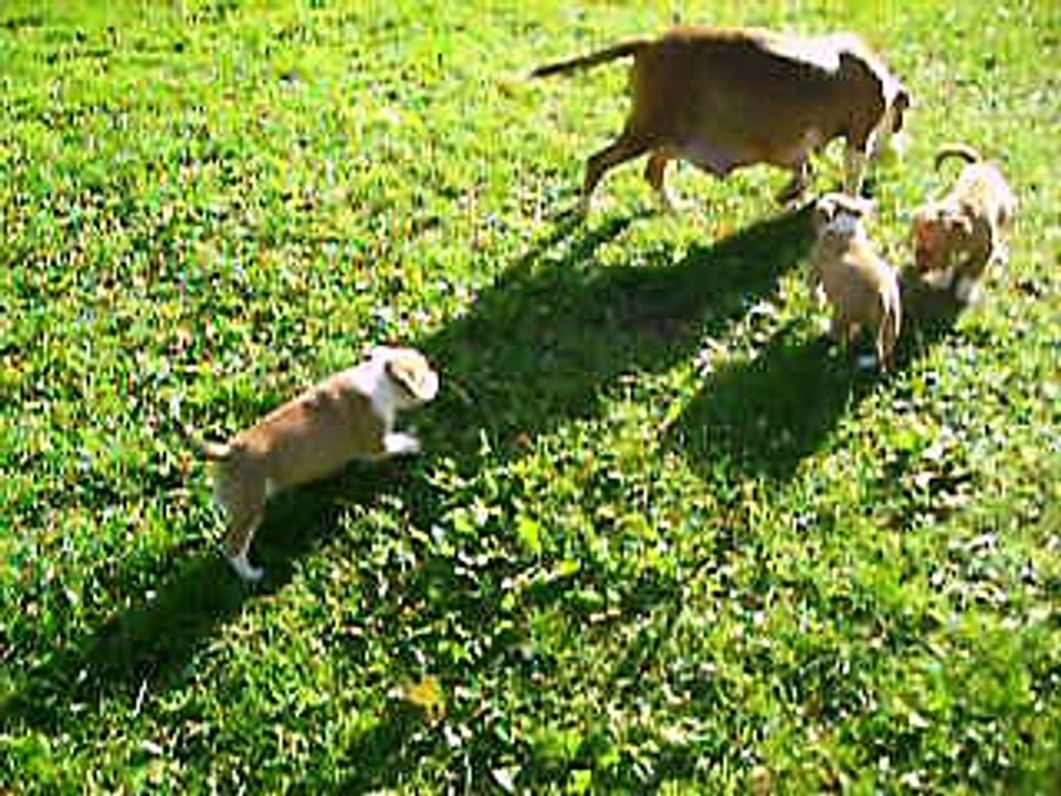 Vidéo des B.B à 6 semaines ...