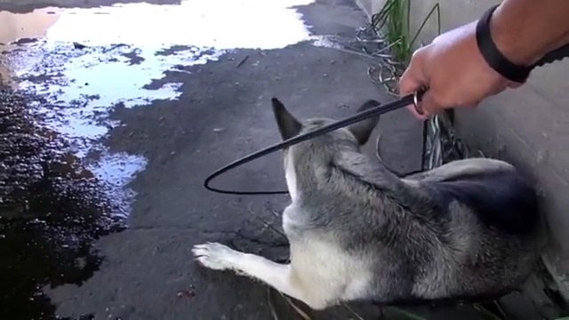 Trovano un cane tutto solo in fondo ad un canale. Il momento del salvataggio è commovente